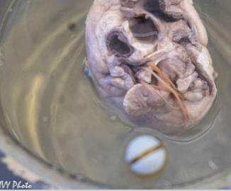 <p>Identify the Phylum &amp; name</p>