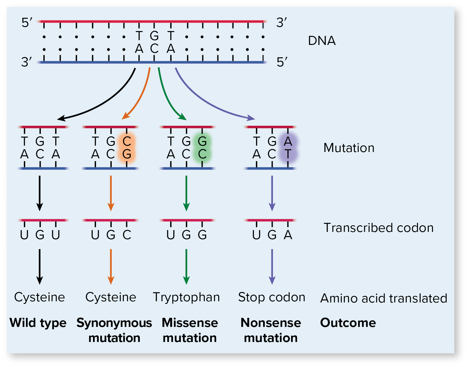 <p>Most common cause of mutation wherein there is a <mark data-color="yellow" style="background-color: yellow; color: inherit;">“base substitution”</mark> » incorrect nucleotide incorporated during DNA replication</p><p><strong><mark data-color="yellow" style="background-color: yellow; color: inherit;">[__]</mark></strong><mark data-color="yellow" style="background-color: yellow; color: inherit;">: single base pair is involved in mutation → </mark><u><mark data-color="yellow" style="background-color: yellow; color: inherit;">substituted</mark></u><mark data-color="yellow" style="background-color: yellow; color: inherit;">, inserted, deleted</mark> (for insertions/deletions, if it “moves” reading frame, it’s a <strong><mark data-color="blue" style="background-color: blue; color: inherit;">reading frame mutation</mark></strong><mark data-color="blue" style="background-color: blue; color: inherit;">!</mark>)</p><ul><li><p><strong><mark data-color="purple" style="background-color: purple; color: inherit;">silent mutation</mark></strong>: same amino acid, no observable change in protein</p><ul><li><p>due to the redudancy of the amino acids</p></li></ul></li><li><p><strong><mark data-color="purple" style="background-color: purple; color: inherit;">missense mutation</mark></strong>: different amino acid, resulting in partially functional (leaky) protein</p></li><li><p><strong><mark data-color="purple" style="background-color: purple; color: inherit;">nonsense mutation</mark></strong>: stop codon produced. yields a shorter protein</p></li></ul><p></p>