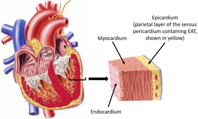 <ul><li><p>lines interior of hearts chambers </p></li><li><p>simple squamous epithelium overlying thin areolar tissue </p></li><li><p>no adipose tissue </p></li><li><p>covers valve surface and is continuous with endothelium of blood vessels </p></li></ul><p></p>