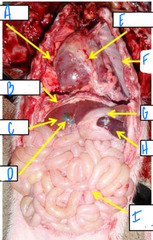 <p>What is I?</p>