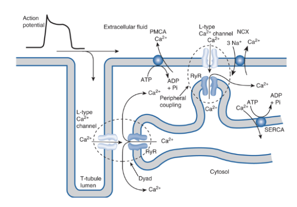 <p>Non, pas vraiment. Dans le myocarde, la dépolarisation part du noeud sino-atrial (propagé dans tous les myocytes via des nexus). Citernes du réticulum sarcoplasmique et tubule T présents dans le myocarde (mais moins développés), se joignant au niveau de dyades (1 citerne de RS + 1 tubule T) et de complexe de couplage périphérique. Enfin, des canaux calciques type L sont présents, mais pas en contact avec les RyR. </p>