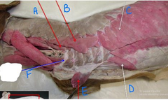 <p>A/B</p>