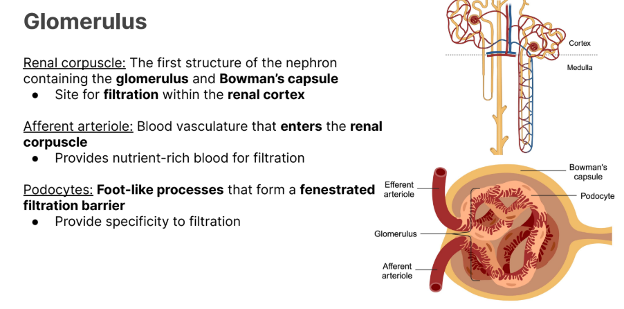 <p><strong>Foot Like Processes </strong>that form a <strong>fenestrated filtration barrier</strong></p><ul><li><p>Used for filtration <strong>specificity</strong>.</p></li><li><p>Makes sure the right things come in (no rbc’s etc)</p></li></ul><p></p>