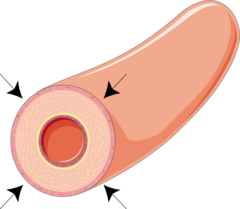<p>triggered by hypothalmus, narrowing of blood vessels to reduce heat loss through skin.</p>