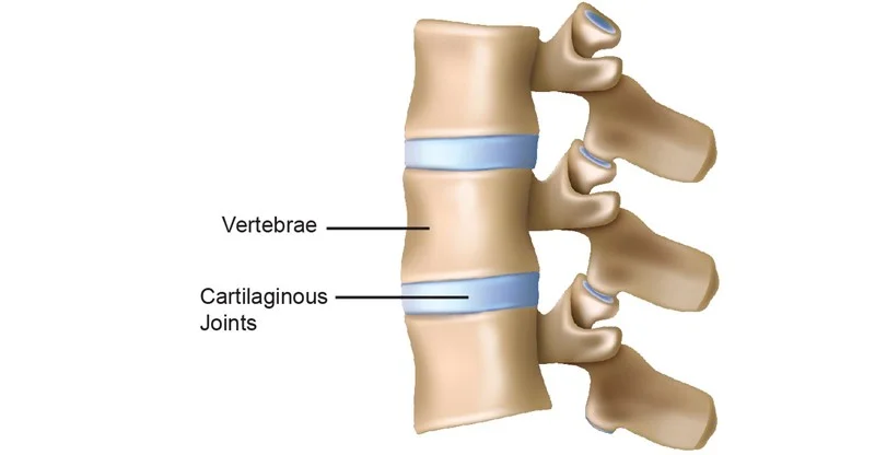 <p>what are two examples of cartilaginous joints</p>