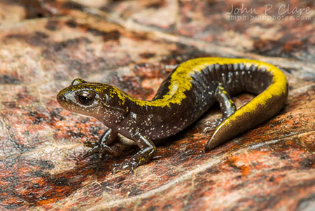 <p>Ambystomatidae<br>Ambystoma macrodactylum<br>Long-toed Salamander</p>
