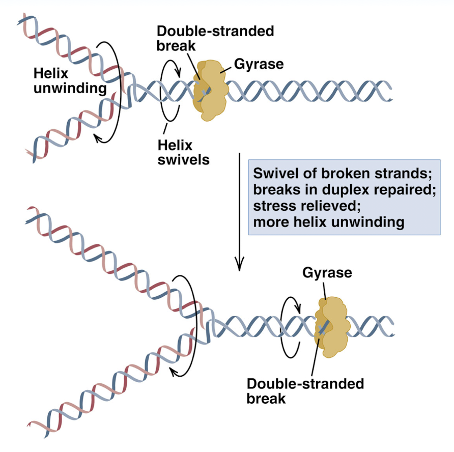 <p>double strand broken and the helix can swivel to release stress before replication bubble reaches this section of DNA</p>