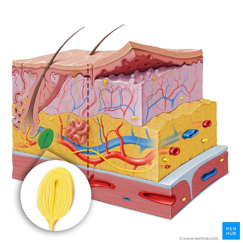 <p>what part of the dermis is this</p>
