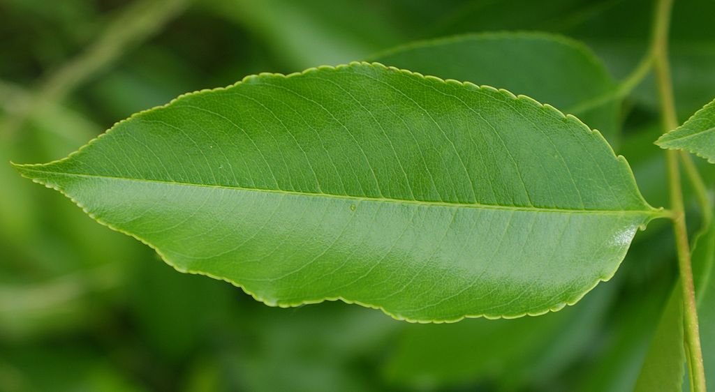 <p>Early successional, no chordate leaf base, longer leaves, fuzzy on underside of stem</p>