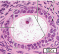 <p>What structure of follicle development is this?</p>