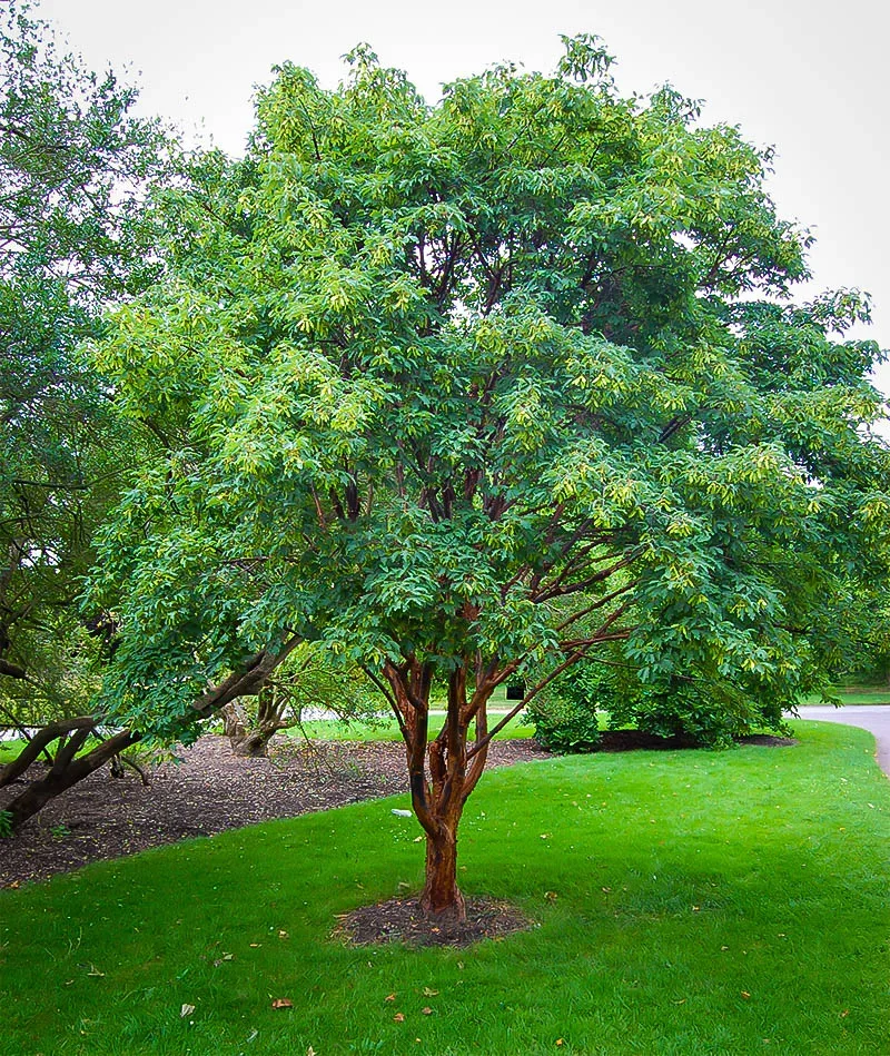 <p>Acer griseum</p>