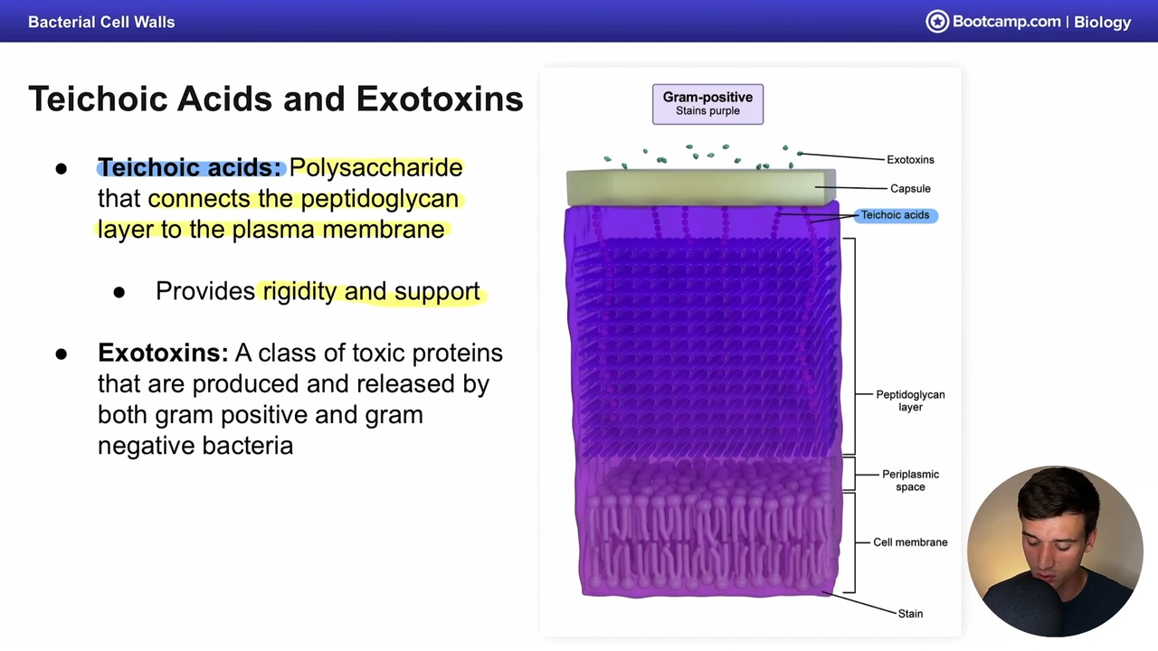 <p>toxic proteins released by gram positive and negative bacteria </p>