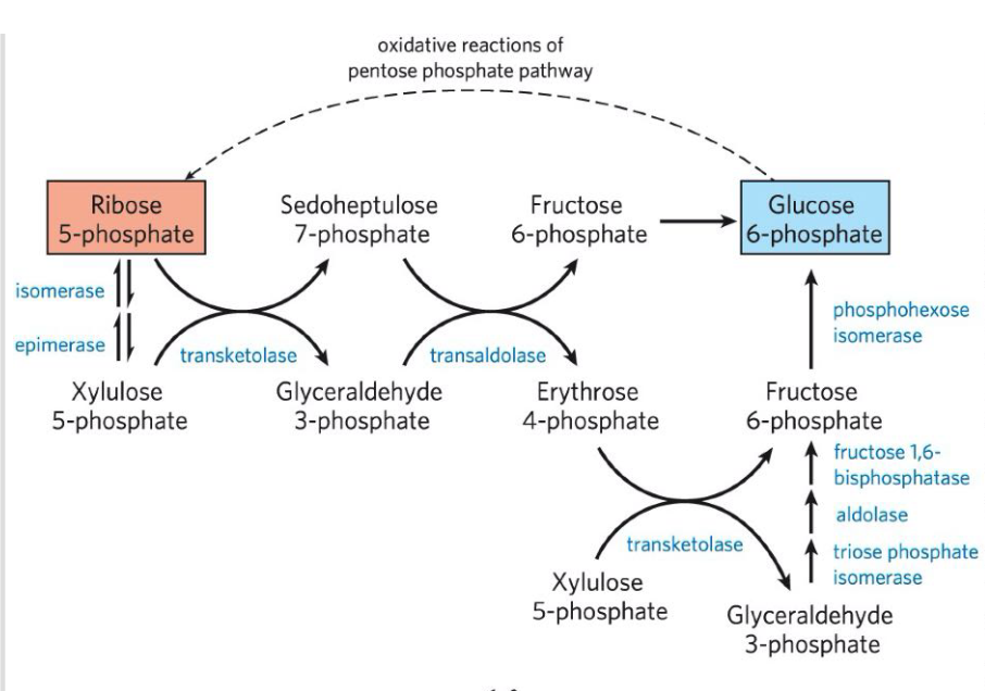 <p>= Recycles pentose phosphates to G6P</p><ol><li><p>Epimerization of ribulose 5-phosphate → xylulosze 5-phosphate</p></li></ol><ul><li><p>By ribulose 5-phosphate epimerase </p></li><li><p>Then in a series of rearrangements of the carbon skeletons, six five-carbons sugar phosphates are converted to five six-carbon sugar phosphates, completing the cycle.</p></li><li><p>Continued recycling leads ultimately to the conversion go G6P to 6 CO2.</p></li></ul><p>2 unique enzymes act in these interconversions:</p><ul><li><p>Transketolase - catalyzes the transfer of a two-carbon fragment from a ketose donor to an aldose acceptor</p><ul><li><p>Requires the cofactor thiamine pyrophosphate (TPP)</p></li></ul></li><li><p>Transaldolase - catalyzes the reaction similar to the aldolase reaction in glycolysis. </p><ul><li><p>Uses Lys side chain to form Schiff base with the carbonyl group of its substrate.</p></li></ul></li></ul><p>Oxidative PPP 1st &amp; 3rd step are irreversible.</p><p>Nonoxidative reactions are readily reversible</p>