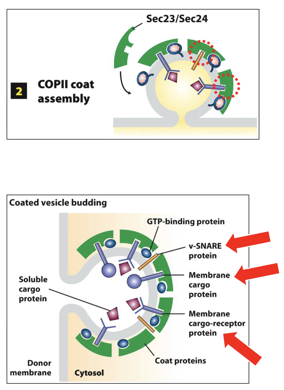 <p><span>Sec24 binds to cytoplasmic-facing domains to select several types of ER integral membrane proteins:</span></p><ul><li><p><strong>membrane cargo proteins</strong> - destined to exit ERES for the Golgi</p></li><li><p><strong>membrane cargo-receptor proteins</strong> – bind via lumenal-facing domains to soluble lumenal ‘cargo’ proteins destined to exit ERES for Golgi</p></li><li><p><strong>membrane trafficking proteins</strong> - required for the subsequent trafficking and docking of the vesicle with the proper acceptor membrane (Golgi) e.g., v-SNARES</p></li></ul><p></p>