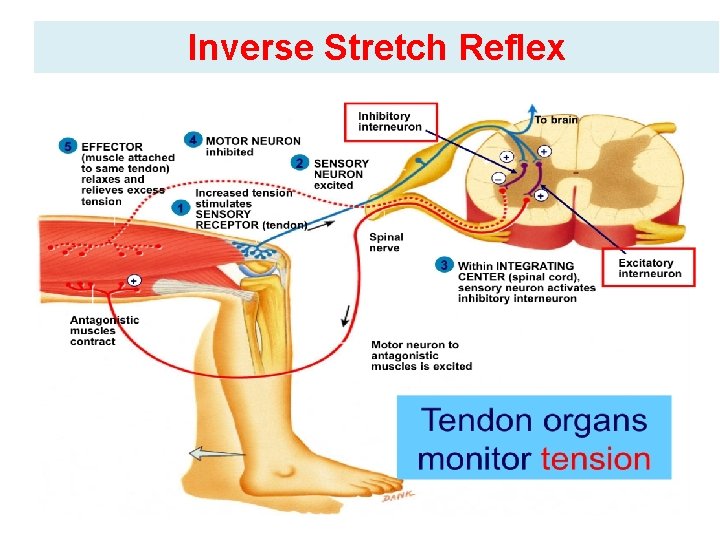 <ul><li><p>Golgi tendon organ stimulated by high muscle tension</p></li><li><p>Signals sent along Ib afferent fibres to spinal cord</p></li><li><p>Ib synapse with inhibitory Ib interneurons = inhibiting a-motor neurones = muscle relaxes</p></li><li><p>Simultaneously, excitory signals are sent to antagonist muscle promoting its contraction</p></li></ul><p></p>