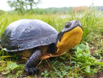 <p>Blanding’s Turtle</p>