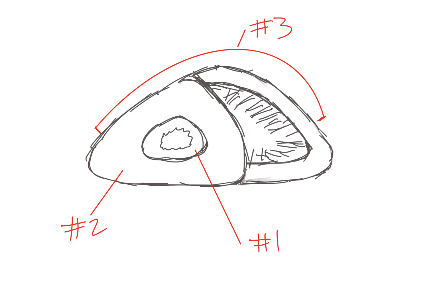 <p>thick muscular part. #2</p>