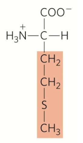 <p>methionine</p><p>nonpolar</p><p>hydrophobic</p><p>aliphatic (non-aromatic)</p><p>stabilize on insides via hydrophobic interactions</p>