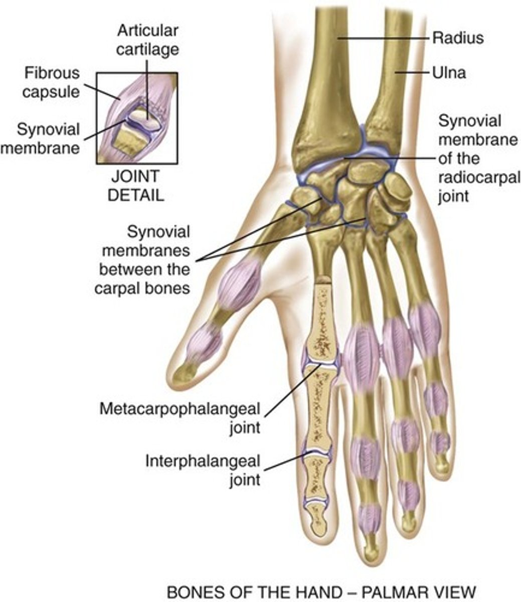 <p>condyloid permits movement in two planes at right angles (flexion and extension, side-to-side deviation)</p><p>midcarpal joint (articulation allows flexion, extension, some rotation)</p><p>metacarpophalangeal and interphalangeal joints permit finger flexion and extension</p>