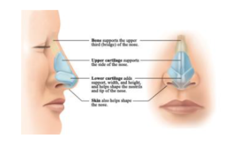 <p>The Nose</p>