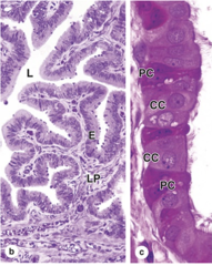 <p>What are the characteristics of the uterine tube mucosa?</p>