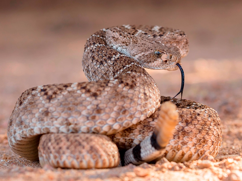 <p>Western Diamond-backed Rattlesnake</p>