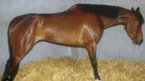 <p>Sawhorse stance</p><p></p>