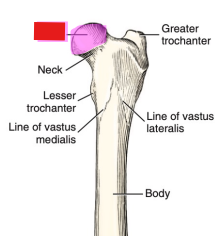<p>Q: …… articulates with the acetabulum of the os coxae to form the hip joint. </p><p>A. Greater trochanter </p><p>B. Head of the femur </p><p>C. Lesser trochanter </p><p>D. Third trochanter</p>