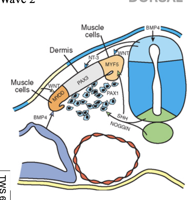 <p>the lateral plate mesoderm </p>