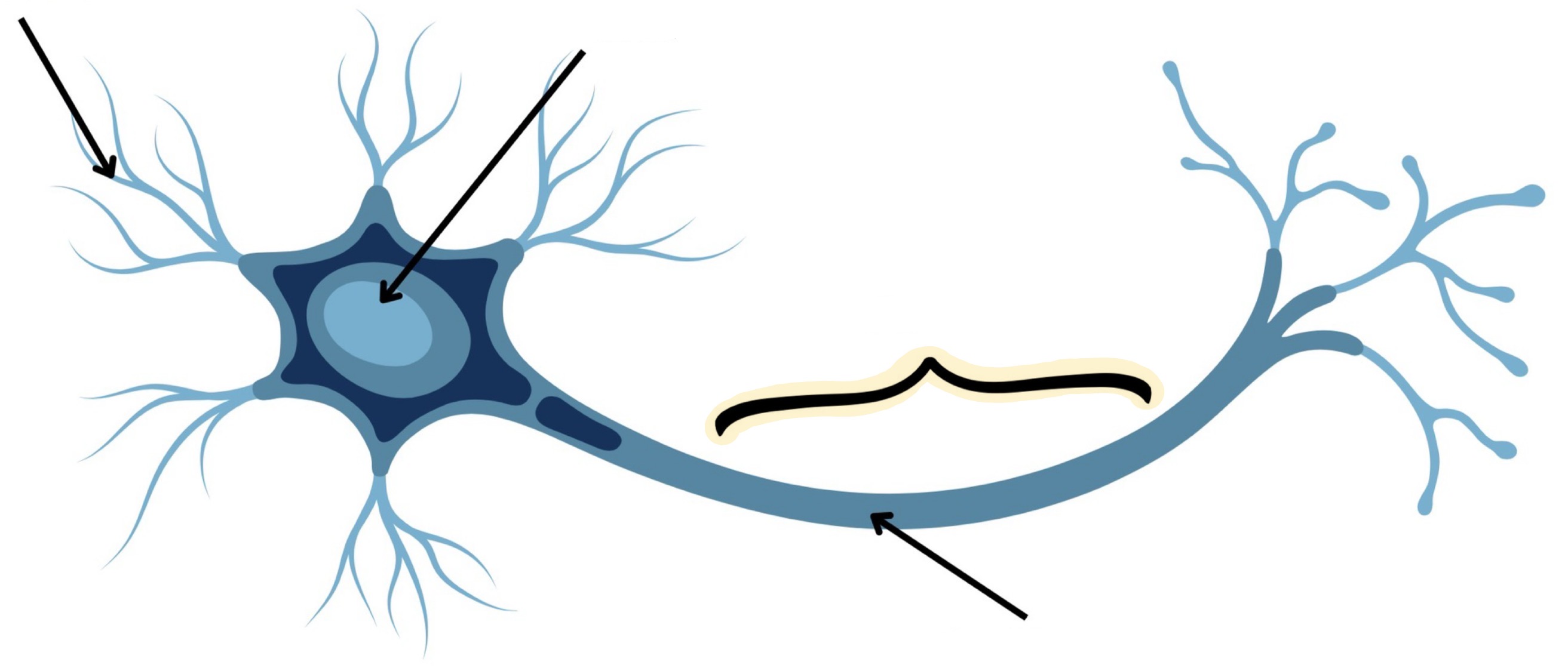 <p><strong>Name the following</strong></p>