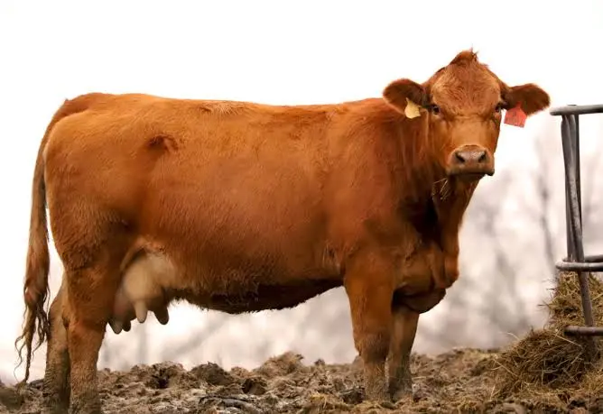<p>red, golden color </p><p>larger cattle </p>
