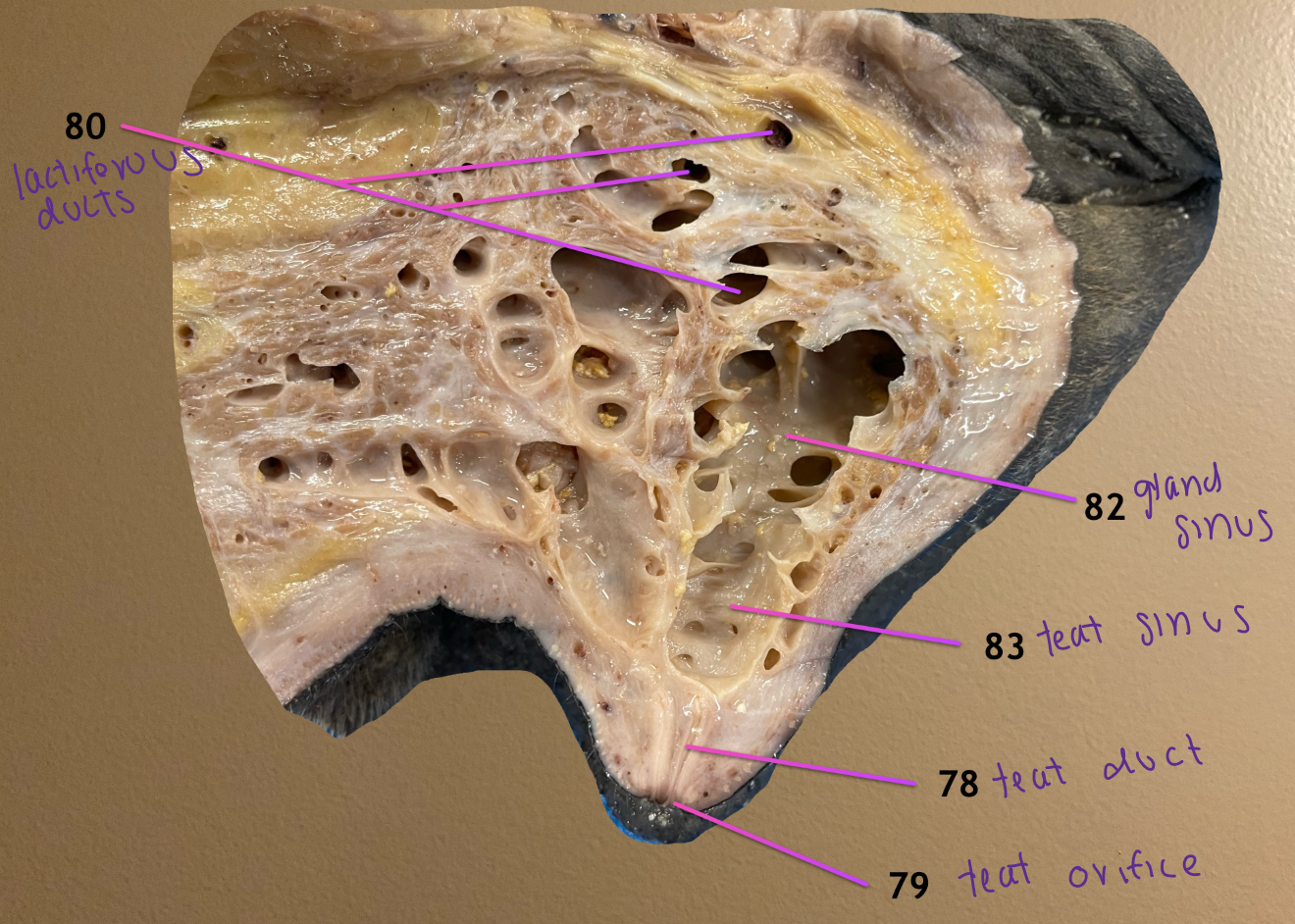 <ol start="78"><li><p>teat duct: milk passes thru this </p></li></ol><ol start="80"><li><p>lactiferous ducts: milk travels thru these to reach lactiferous sinus where milk is stored</p></li></ol><ol start="82"><li><p>gland sinus: part of lactif sinus</p></li><li><p>teat sinus: same ^</p></li></ol><p></p>