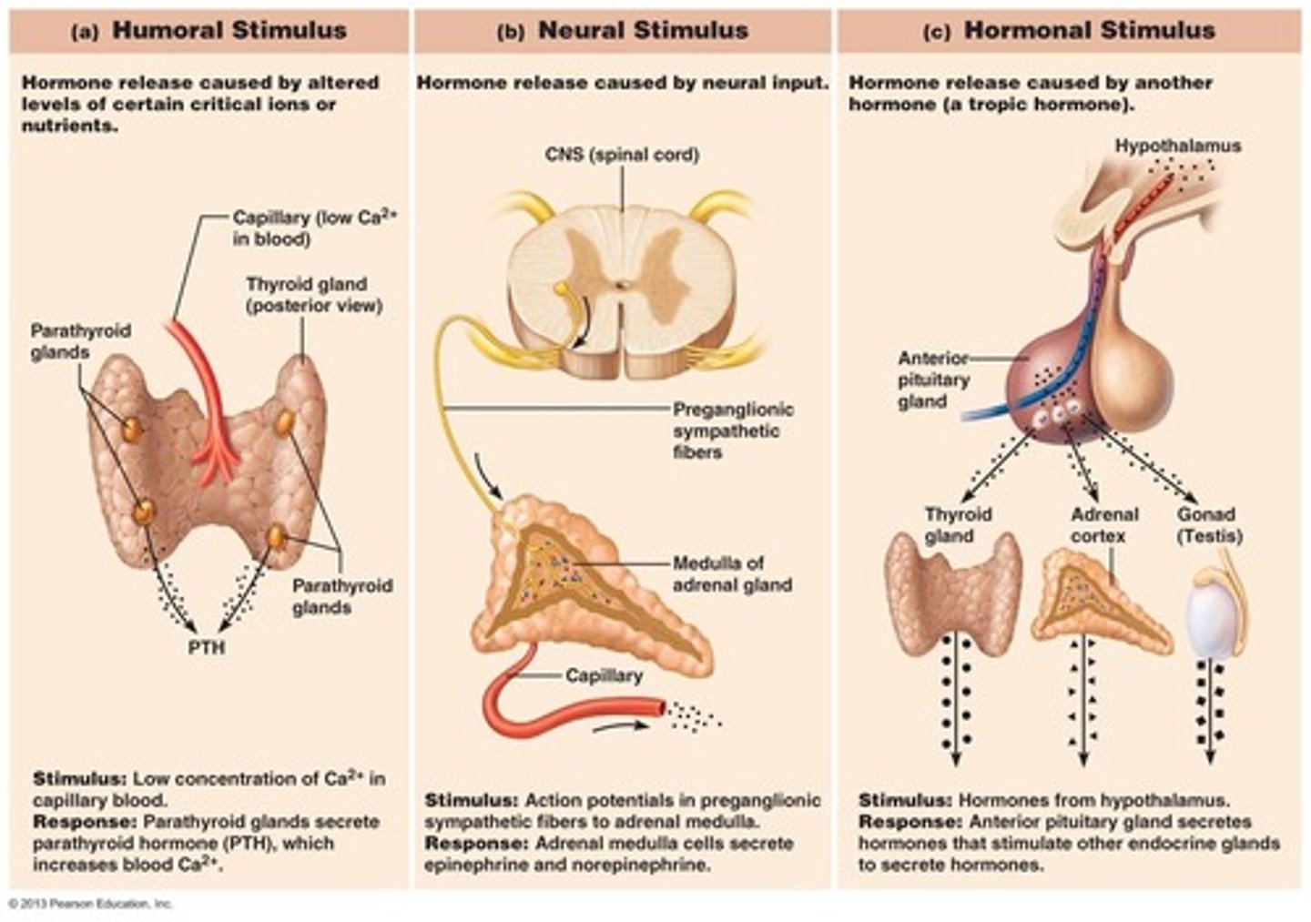<p>Specific stimuli such as neural, hormonal, or humoral changes.</p>