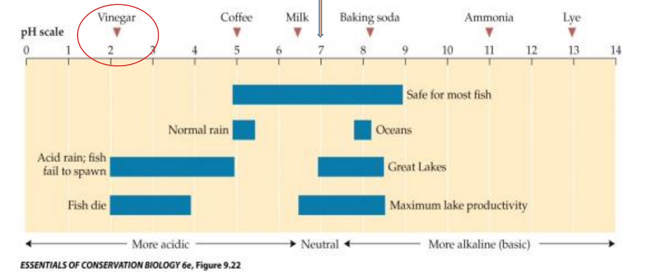 <p>As the acidity in water bodies increases there are lethal effects on fish, tadpoles, etc.</p><ul><li><p>Atmospheric CO2 also affects ocean pH by diffusing in and forming carbonic acid.</p></li></ul><p></p>