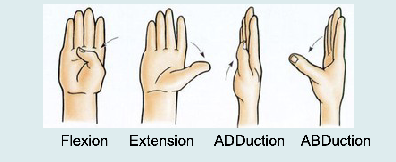 <ul><li><p>flexion</p></li><li><p>extension</p></li><li><p>ADDuction</p></li><li><p>ABDuction</p></li></ul><p></p>