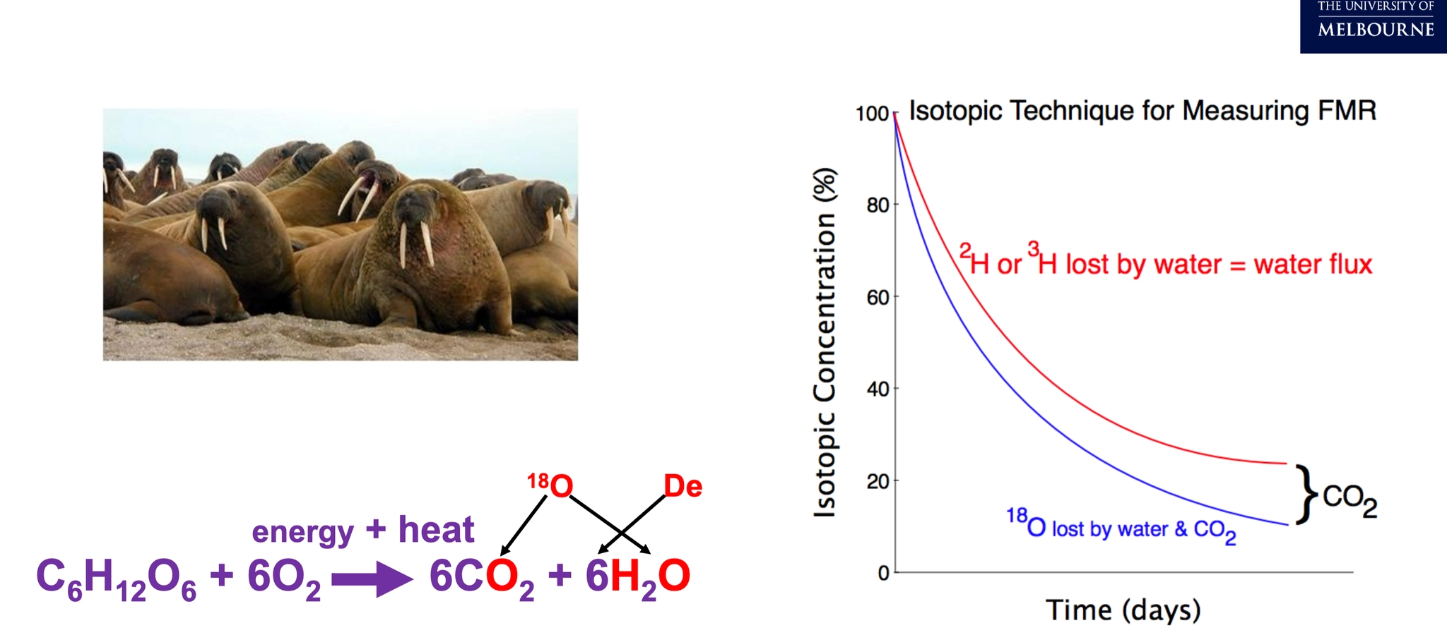 <p class="PDq2pG_selectionAnchorContainer">When animals are <strong>in the wild</strong>, you can't easily put them in a metabolic chamber. Instead, you can use <strong>doubly labelled water</strong>.</p><ul><li><p>Give the animal water containing <strong>radioisotope-labelled hydrogen and oxygen</strong>.</p></li><li><p>Take a <strong>blood sample</strong> to measure the initial isotope levels.</p></li><li><p>Let the animal go about its normal activities in the wild.</p></li><li><p>Later, take a <strong>second blood sample</strong> and measure how much of each isotope has been lost.</p></li></ul><p>The key is:</p><ul><li><p><strong>Hydrogen</strong> is lost mainly through <strong>water</strong>.</p></li><li><p><strong>Oxygen</strong> is lost through <strong>both water and CO₂</strong>.</p></li><li><p>Therefore, subtracting the hydrogen loss from oxygen loss tells you the amount of <strong>CO₂ produced</strong>.</p></li></ul><p>Oxygen loss − hydrogen loss → CO₂ production → estimate metabolic rate</p><p>expensive tho, needs 2 blood samples, </p>