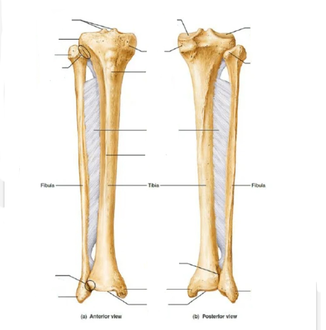 <p>Which bone is this?</p>