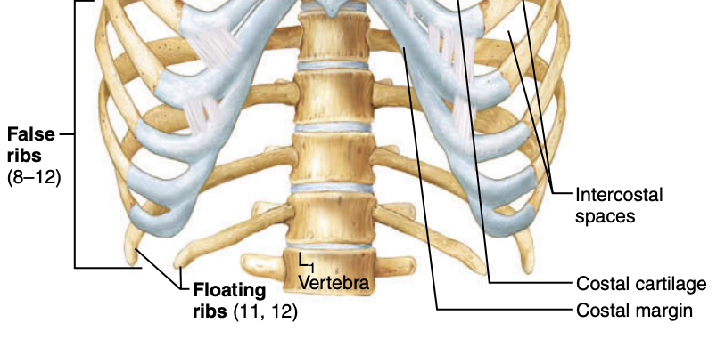 <p>What are false ribs?</p>