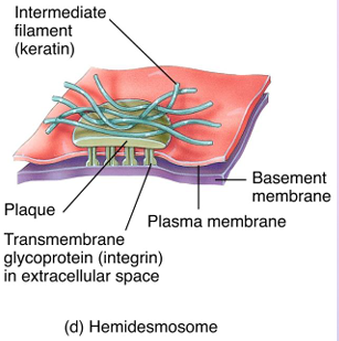 <p>Hemidesmosomes</p>