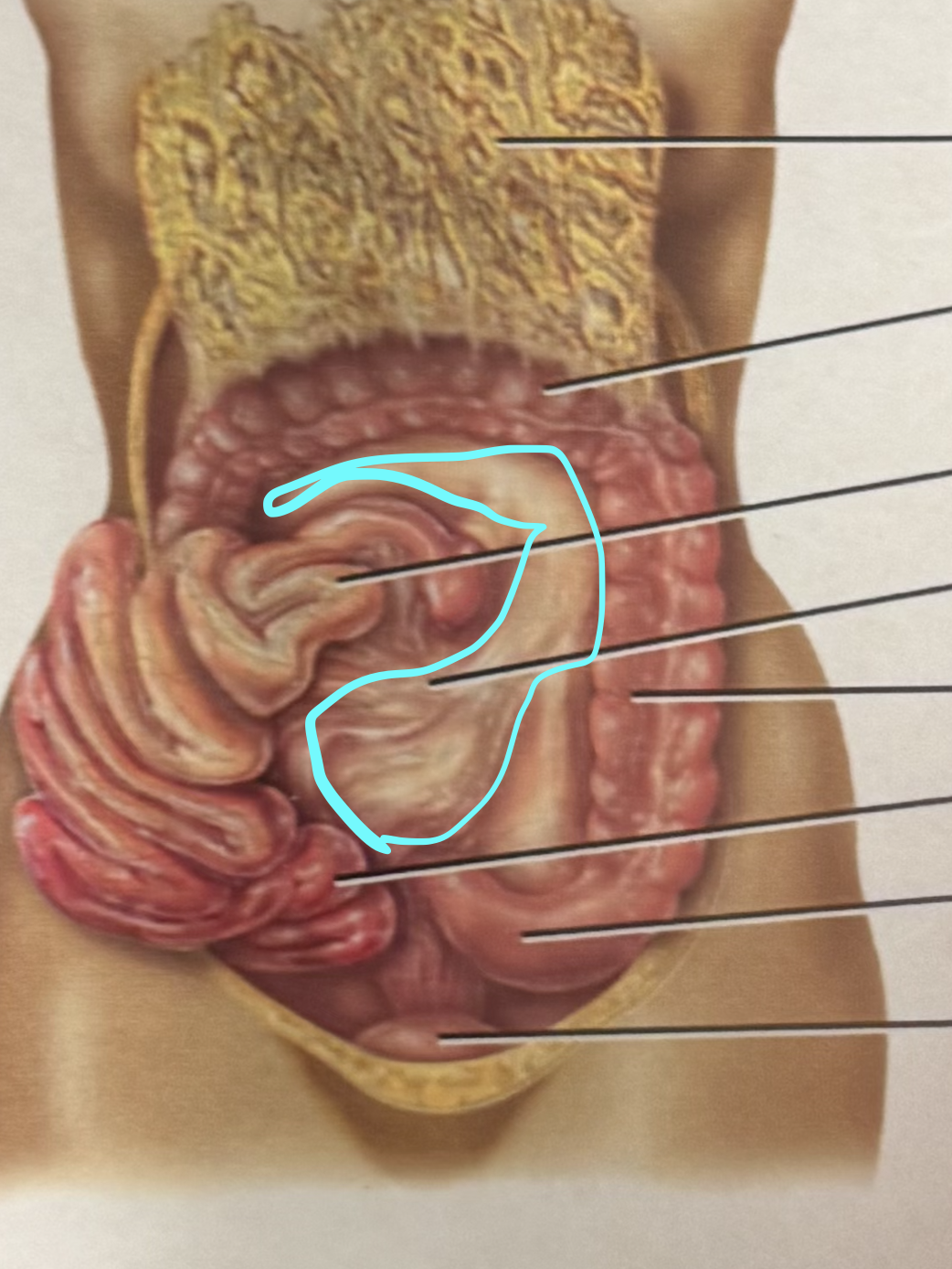 <p>Binds jejunum + ileum to the posterior abdominal wall</p>