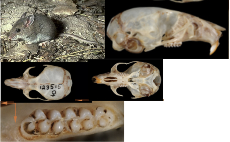 <p>What suborder, family, subfamily, genus, and species?</p>