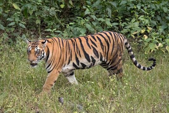 <p>largest cat, orange coat with black stripes (identify individuals), 2 sub species in thailand (indo-chinese and malayan tiger)</p>