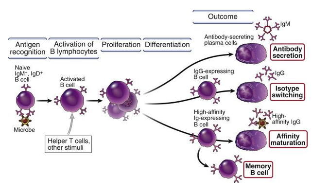 <ol><li><p>Naive IgM+, IgD+ B cells spotykają mikroby (rozpoznanie antygenu) -> activated B cells -> helper T cells i inne czynniki stymulujące wywołują proliferację activated B cells -> różnicowanie (dojrzewanie) komórek do:</p></li></ol><ul><li><p>Antibody-secreting plasma cells (sekrecja przeciwciał)○</p></li><li><p>Produkcja komórek pamięci memory B cells○</p></li><li><p>Produkcja IgG, IgM<br></p></li></ul><ol start="2"><li><p><span style="background-color: transparent;">Repertuar przeciwciał generowany jest w procesie rekombinacji genetycznej. Jest to jedyny przypadek rekombinacji DNA poza podziałem mejotycznym</span><br><br><span style="background-color: transparent;">Ponadto geny kodujące przeciwciała wykazują liczne mutacje prowadzące do jeszcze większego poszerzenia liczby potencjalnych przeciwciał, które mają wysokie powinowactwo do antygenu</span></p></li></ol><p></p>