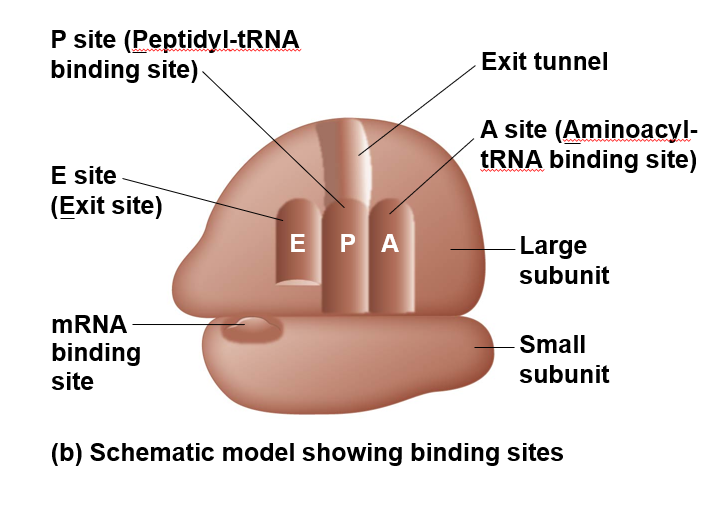 <p><strong>P </strong>site → holds the <strong>tRNA </strong>that <strong>carries </strong>the growing polypeptide <strong>chain</strong></p><p><strong>A </strong>site → holds the <strong>tRNA </strong>that <strong>carries </strong>the <strong>next amino acid </strong>to be added to the chain</p><p><strong>E </strong>site → <strong>exit </strong>site where discharged tRNA leave the ribosome</p>