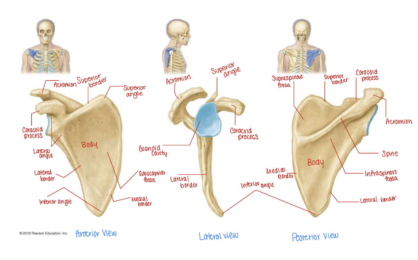 <p>is the spine located on the anterior or the posterior side of the scapula</p>