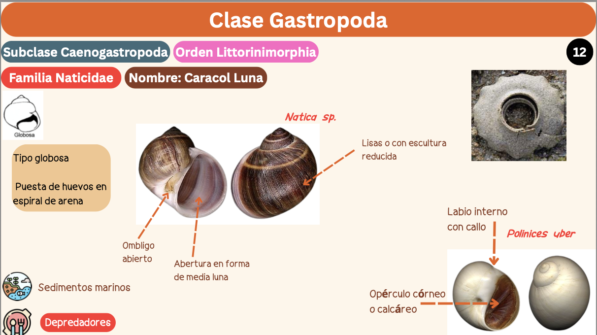 <p><strong>FILO </strong>Mollusca<strong><br>CLASE </strong>Gastropoda<br><strong>SUBCLASE </strong>Caenogastropoda<br><strong>ORDEN </strong>Littorinimorphia<br><strong>FAMILIA </strong>Naticidae<br><strong>GÉNERO </strong><em><u>Polinices uber</u></em><br><strong>NOMBRE COMÚN </strong>Caracol Luna<strong><br>CARACTERÍSTICAS </strong>Tipo globosa, puesta de huevos en espiral de arena<br><strong>RÁDULA </strong>Tenioglosa<strong><br>ALIMENTACIÓN </strong>Depredadores<strong><br>HÁBITAT </strong>Sedimentos marinos</p>