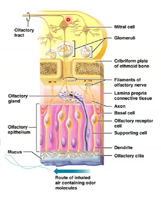 <ul><li><p>odor is first detected by dendritic end of neuron </p></li><li><p>carried up to the axon of the receptor</p></li><li><p>runs through the cribriform foramina </p></li><li><p>synapses on mitral cells on the olfactory bulb</p></li><li><p>goes through the olfactory tract</p></li></ul><p></p>