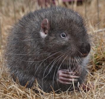<p>Family: mountain beaver </p>