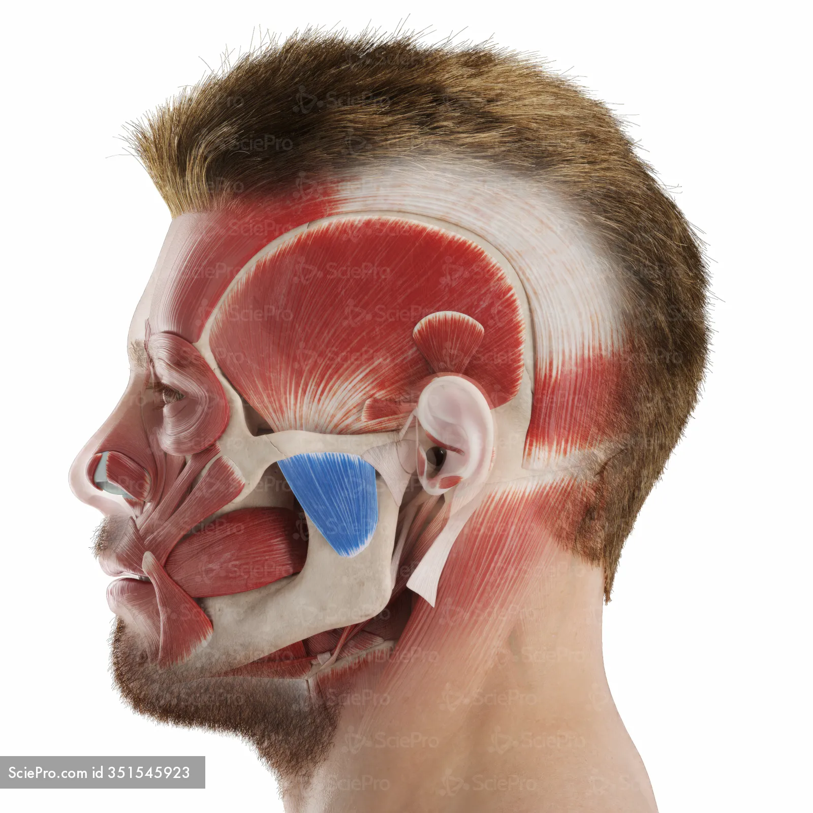 <p>Deep masseter</p>