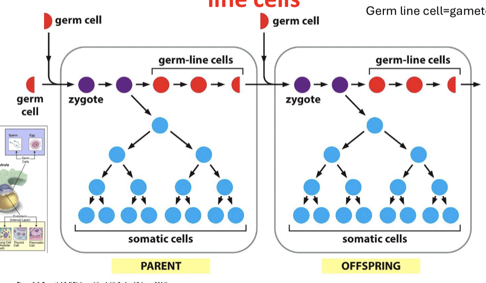 <p>the information in germ line cells will be passed on to the next generations, defining their somatic and germ cells</p>
